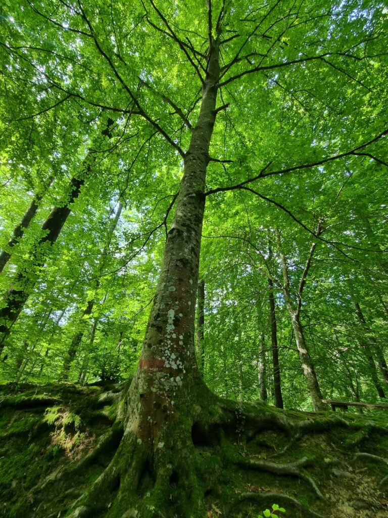 Scopri di più sull'articolo Bosco di Tecchie per tutti (o quasi)